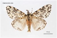 藏品(絡毒蛾)的圖片